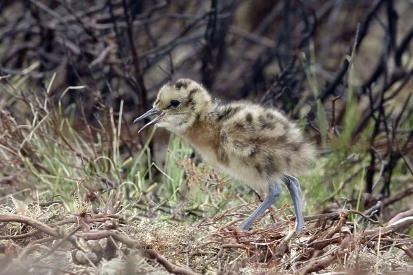 Curlew - Newly hatched chick calling to parents Durham, England