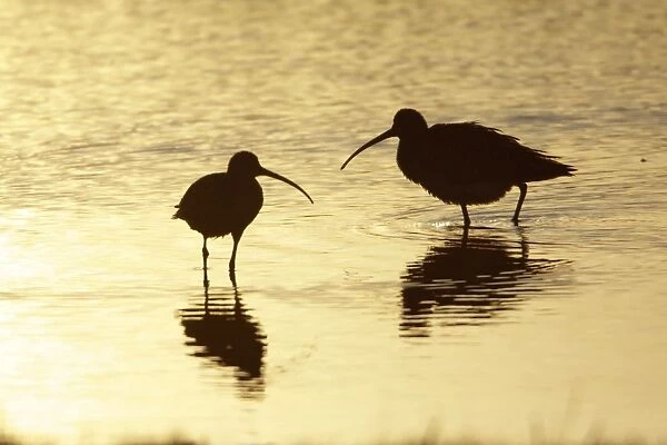 Curlew - two resting in lake at sunset - Island of Texel - Holland