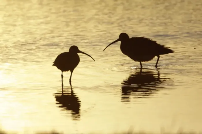 Framed Print : Curlew - two resting in lake at sunset - Island of Texel - Holland Framed Print : Curlew - two resting in lake at sunset - Island of Texel - Holland