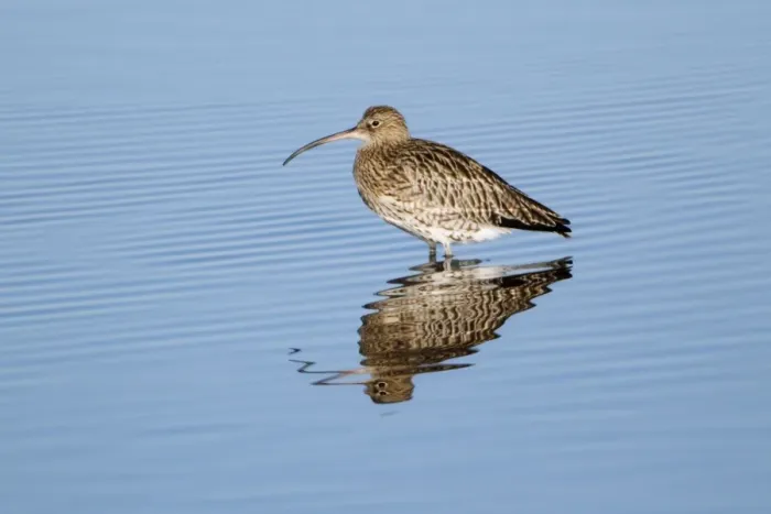 Framed Print : Curlew - resting in sea at low tide - autumn - Northumberland - England