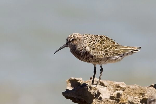 Curlew Sandpiper in breeding plumage Breeds in the far north of Russia and winters from Africa east to Australasia. Waiting out a high tide at Roebuck Bay near Broome, Western Australia