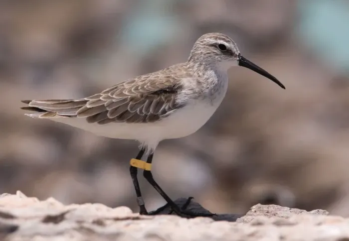 Framed Print : Curlew Sandpiper l- eg-flagged in winter plumage Breeds in the far north of Russia and winters from Africa east to Australasia. At Roebuck Bay near Broome, Western Australia Framed Print : Curlew Sandpiper l- eg-flagged in winter plumage Breeds in the far north of Russia and winters from Africa east to Australasia. At Roebuck Bay near Broome, Western Australia