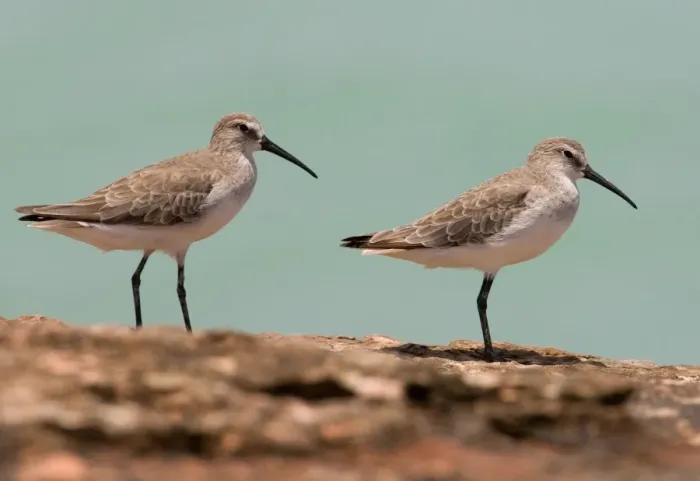 Framed Print : Curlew Sandpipers in winter plumage Breeds in the far north of Russia and winters from Africa east to Australasia. At Roebuck Bay near Broome, Western Australia Framed Print : Curlew Sandpipers in winter plumage Breeds in the far north of Russia and winters from Africa east to Australasia. At Roebuck Bay near Broome, Western Australia