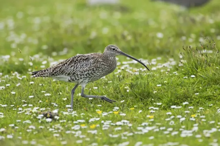 Framed Print : Curlew Shetland Mainland, UK BI010409 Framed Print : Curlew Shetland Mainland, UK BI010409
