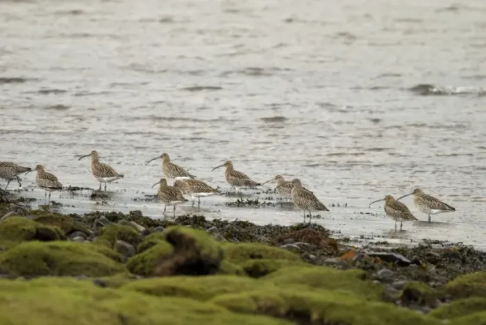 Framed Print : Curlew - On shoreline - Islay - Scotland Framed Print : Curlew - On shoreline - Islay - Scotland