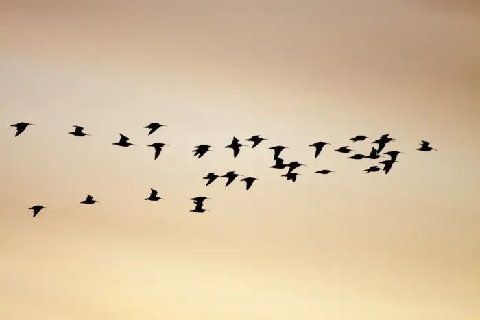 Framed Print : Curlew - silhouette of flock in-flight - Cleveland - UK Framed Print : Curlew - silhouette of flock in-flight - Cleveland - UK
