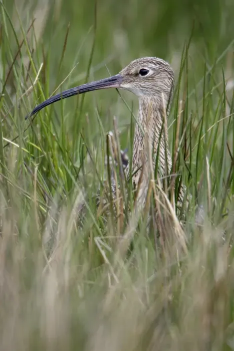 Framed Print : Curlew - Sitting on nest Durham, England Framed Print : Curlew - Sitting on nest Durham, England