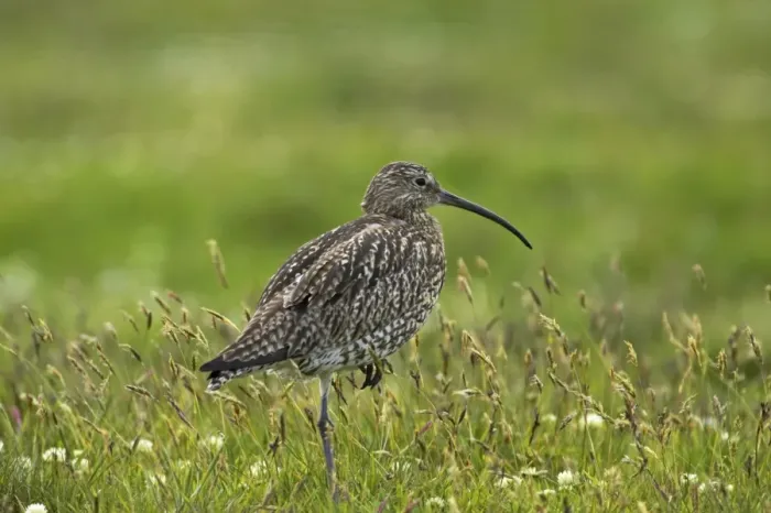 Framed Print : Curlew - Standing on one leg Shetland Mainland, UK BI010405 Framed Print : Curlew - Standing on one leg Shetland Mainland, UK BI010405