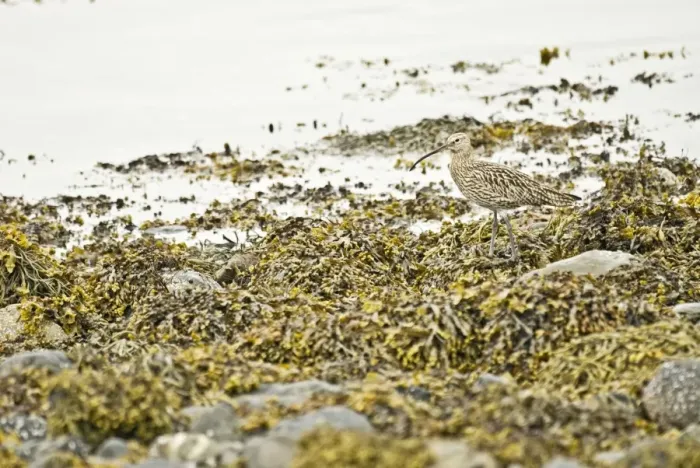 Framed Print : Curlew - Standing on sea weed - Sea loch, Mull, Scotland Framed Print : Curlew - Standing on sea weed - Sea loch, Mull, Scotland