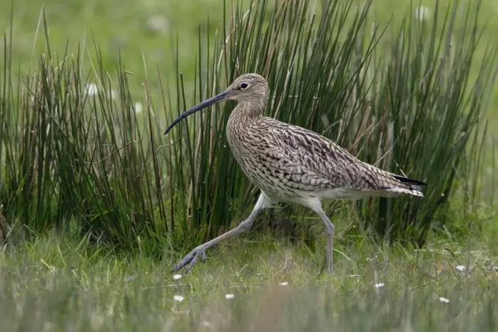 Framed Print : Curlew - Walking to nest Northumberland, England