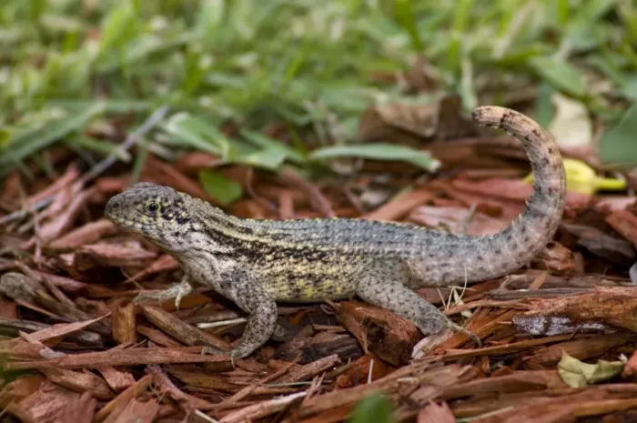 Framed Print : Curly-tailed Lizard with tail curled characteristically over back. Diurnal, inhabiting open woods, beaches and gardens. Introduced into Florida, USA. Grand Bahama Island, Bahamas