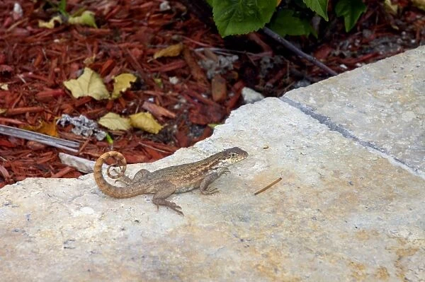 Curly-tailed Lizard with tail curved characteristically over back on stone slab. Diurnal, inhabiting open woods, beaches and gardens. Introduced into Florida, USA. Grand Bahama Island, Bahamas
