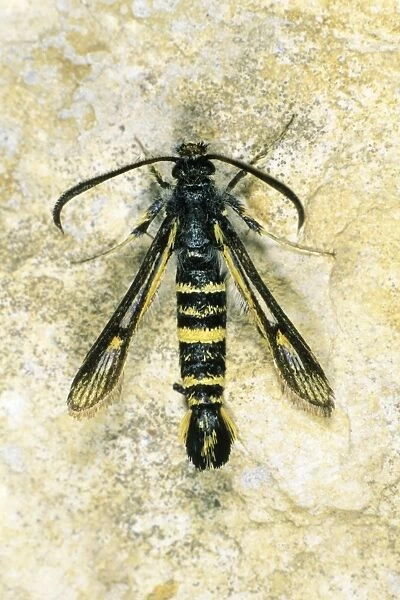 Currant Clearwing - resting on stone, Lower Saxony, Germany