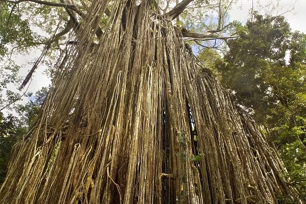 Curtain Fig Tree - after the host tree fell over, a dense curtain of air roots formed at this famous Strangler Fig on the Atherton Tablelands. The roots are now anchored in the earth and work as buttresses - Curtain Fig Tree, Atherton Tablelands