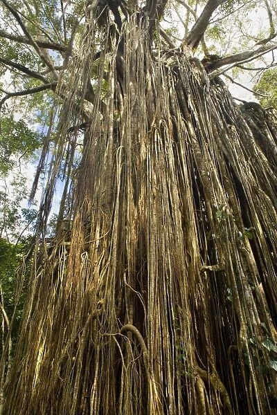 Curtain Fig Tree - after the host tree fell over, a dense curtain of air roots formed at this famous Strangler Fig on the Atherton Tablelands. The roots are now anchored in the earth and work as buttresses - Curtain Fig Tree, Atherton Tablelands