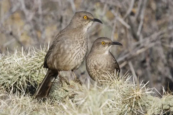 Framed Print : Curve-billed Thrasher Framed Print : Curve-billed Thrasher
