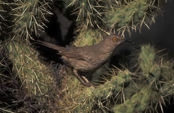 Curve-billed Thrasher - Arizona - The most common desert thrasher - Resident southwest U.s to southern Mexico - Excellent songster - Eats insects and fruits