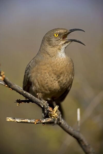 Curve-billed Thrasher - With beak open. The most common desert thrasher - Resident southwest U.s to southern Mexico - Excellent songster - Eats insects and fruits. Arizona, USA