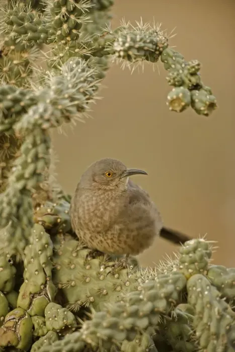 Framed Print : Curve-billed Thrasher - On cactus. The most common desert thrasher - Resident southwest U.s to southern Mexico - Excellent songster - East insects and fruits. Arizona, USA Framed Print : Curve-billed Thrasher - On cactus. The most common desert thrasher - Resident southwest U.s to southern Mexico - Excellent songster - East insects and fruits. Arizona, USA