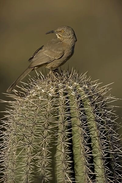 Curve-billed Thrasher - On cactus - Arizona, USA - The most common desert thrasher - Resident southwest U.s to southern Mexico - Excellent songster - Eats insects and fruits