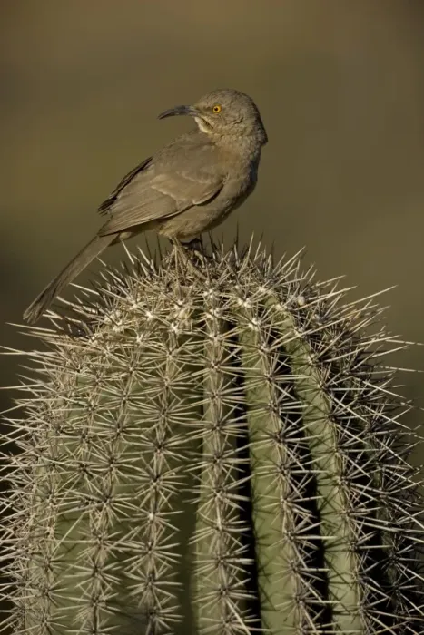 Framed Print : Curve-billed Thrasher - On cactus - Arizona, USA - The most common desert thrasher - Resident southwest U.s to southern Mexico - Excellent songster - Eats insects and fruits Framed Print : Curve-billed Thrasher - On cactus - Arizona, USA - The most common desert thrasher - Resident southwest U.s to southern Mexico - Excellent songster - Eats insects and fruits