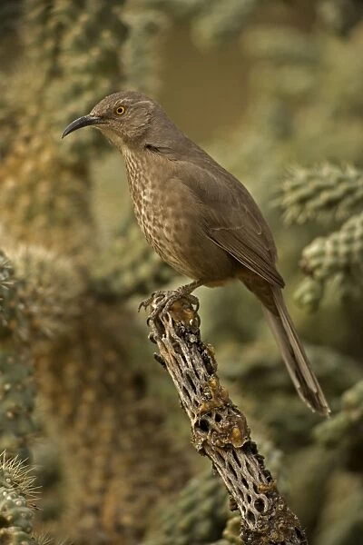 Curve-billed Thrasher - On cactus - Arizona, USA - The most common desert thrasher - Resident southwest U.s to southern Mexico - Excellent songster - East insects and fruits