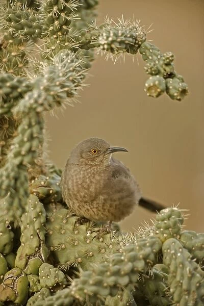 Curve-billed Thrasher - On cactus. The most common desert thrasher - Resident southwest U.s to southern Mexico - Excellent songster - East insects and fruits. Arizona, USA