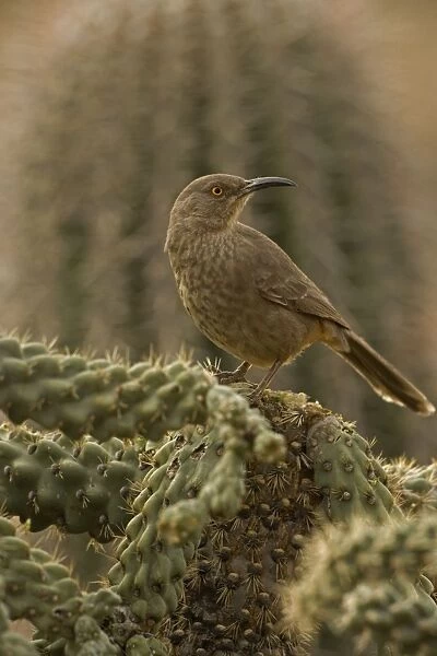 Curve-billed Thrasher - On cactus - The most common desert thrasher - Resident southwest U.s to southern Mexico - Excellent songster - East insects and fruits - Arizona, USA