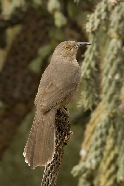 Curve-billed Thrasher - The most common desert thrasher - Resident southwest U.s to southern Mexico - Excellent songster - Eats insects and fruits. Arizona, USA