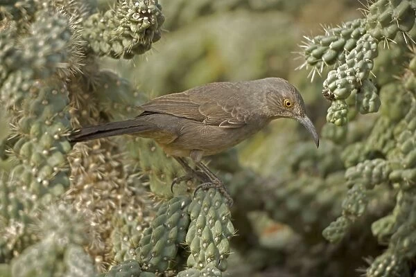 Curve-billed Thrasher - The most common desert thrasher - Resident southwest U.s to southern Mexico - Excellent songster - East insects and fruits. - Arizona, USA