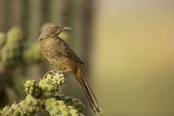 Curve-billed Thrasher - The most common desert thrasher - Resident southwest U.s to southern Mexico - Excellent songster - Eats insects and fruits Arizona USA