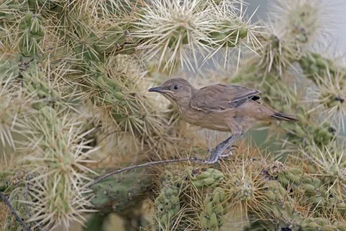 Framed Print : Curve-billed Thrasher - fledgling perched on cactus - Arizona - USA - Distribution: southwest USA to southern Mexico Framed Print : Curve-billed Thrasher - fledgling perched on cactus - Arizona - USA - Distribution: southwest USA to southern Mexico