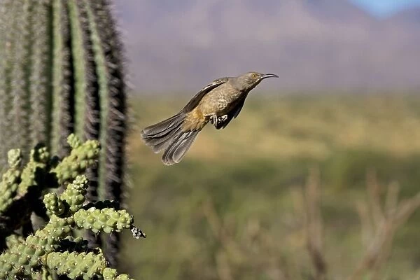 Curve-billed Thrasher - In flight - The most common desert thrasher - Resident southwest U.s to southern Mexico - Excellent songster - Eats insects and fruits Arizona USA