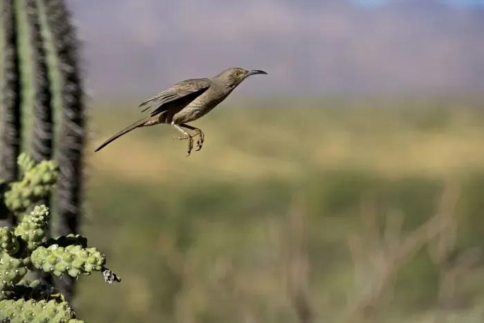Framed Print : Curve-billed Thrasher - In flight - The most common desert thrasher - Resident southwest U.s to southern Mexico - Excellent songster - Eats insects and fruits Arizona USA Framed Print : Curve-billed Thrasher - In flight - The most common desert thrasher - Resident southwest U.s to southern Mexico - Excellent songster - Eats insects and fruits Arizona USA