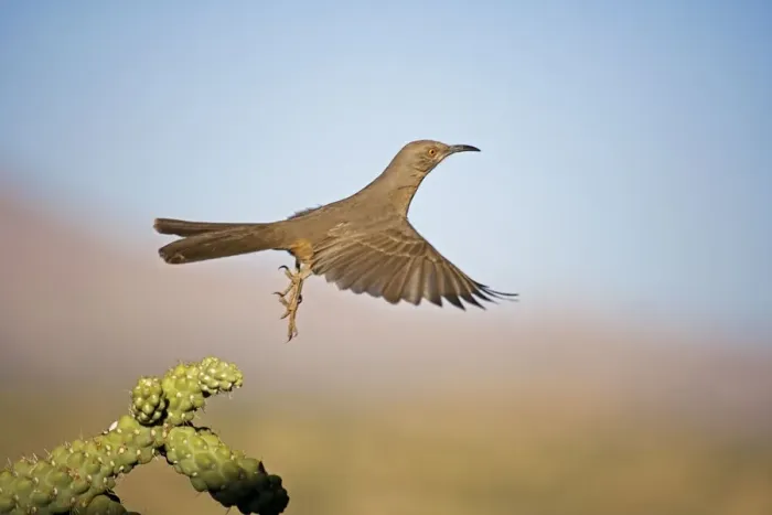 Framed Print : Curve-billed Thrasher - In flight - The most common desert thrasher - Resident southwest U.s to southern Mexico - Excellent songster - Eats insects and fruits Arizona USA Framed Print : Curve-billed Thrasher - In flight - The most common desert thrasher - Resident southwest U.s to southern Mexico - Excellent songster - Eats insects and fruits Arizona USA