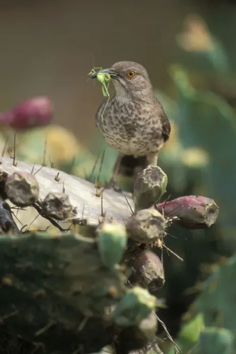 Framed Print : Curve-billed Thrasher - With insect in mouth - Texas - The most common desert thrasher - Resident southwest U.s to southern Mexico - Excellent songster - Eats insects and fruits