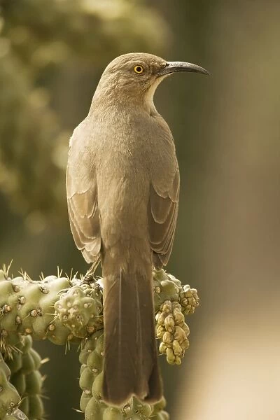 Curve-billed Thrasher - Perched on cholla cactus - The most common desert thrasher - Resident southwest U.s to southern Mexico - Excellent songster - Eats insects and fruits Arizona USA