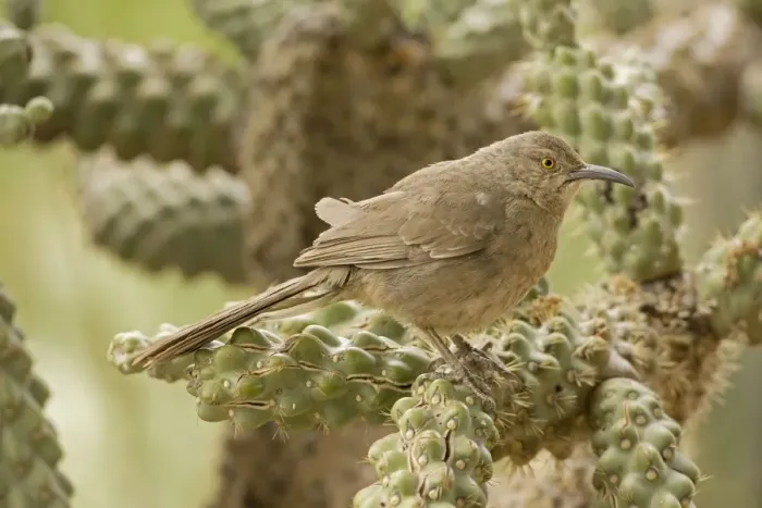 Framed Print : Curve-billed Thrasher - Perched on cholla cactus - Arizona - USA Framed Print : Curve-billed Thrasher - Perched on cholla cactus - Arizona - USA