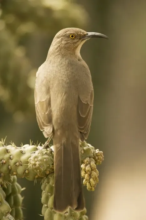 Framed Print : Curve-billed Thrasher - Perched on cholla cactus - The most common desert thrasher - Resident southwest U.s to southern Mexico - Excellent songster - Eats insects and fruits Arizona USA Framed Print : Curve-billed Thrasher - Perched on cholla cactus - The most common desert thrasher - Resident southwest U.s to southern Mexico - Excellent songster - Eats insects and fruits Arizona USA