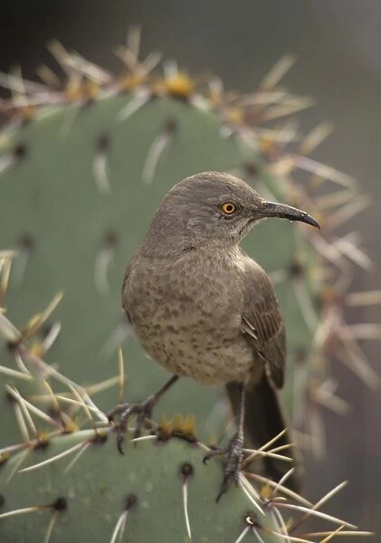 Curve-billed Thrasher (Toxostoma curvirostre) - Arizona - The most common desert thrasher - Resident southwest U.s to southern Mexico - Excellent songster - Eats insects and fruits