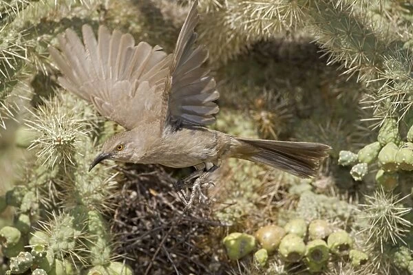 Curve-billed Thrasher (Toxostoma curvirostre) - Arizona - Adult flying from nest in cholla cactus - The most common desert thrasher - Resident southwest U.s to southern Mexico - Excellent songster - Eats insects and fruits