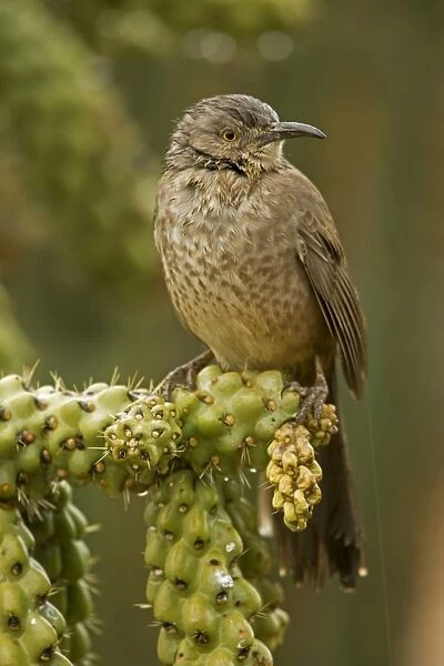 Curve-billed Thrasher - Wet in winter rain storm - The most common desert thrasher - Resident southwest U.s to southern Mexico - Excellent songster - Eats insects and fruits Arizona USA