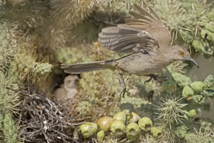 Framed Print : Curve-billed Thrashers - adult flying from young on nest in Cholla Cactus - Arizona - USA - Distribution: southwest USA to southern Mexico Framed Print : Curve-billed Thrashers - adult flying from young on nest in Cholla Cactus - Arizona - USA - Distribution: southwest USA to southern Mexico
