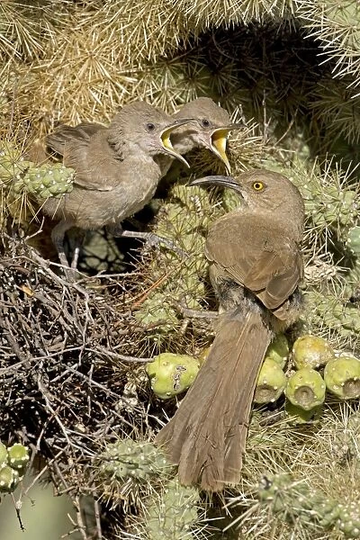 Curve-billed Thrashers - adult tending young on nest - Arizona - USA - Distribution: southwest USA to southern Mexico