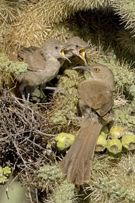 Framed Print : Curve-billed Thrashers - adult tending young on nest - Arizona - USA - Distribution: southwest USA to southern Mexico Framed Print : Curve-billed Thrashers - adult tending young on nest - Arizona - USA - Distribution: southwest USA to southern Mexico