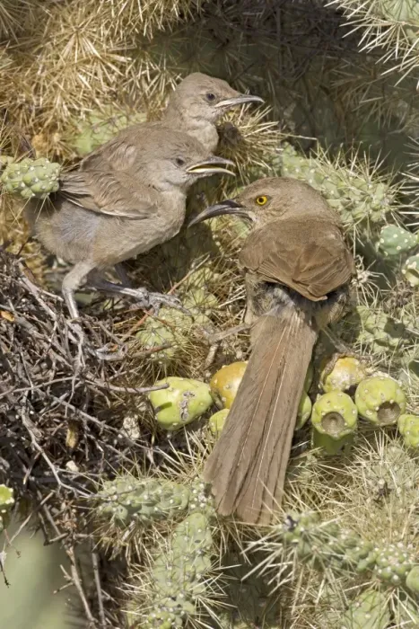 Framed Print : Curve-billed Thrashers - adult tending young on nest - Arizona - USA - Distribution: southwest USA to southern Mexico Framed Print : Curve-billed Thrashers - adult tending young on nest - Arizona - USA - Distribution: southwest USA to southern Mexico