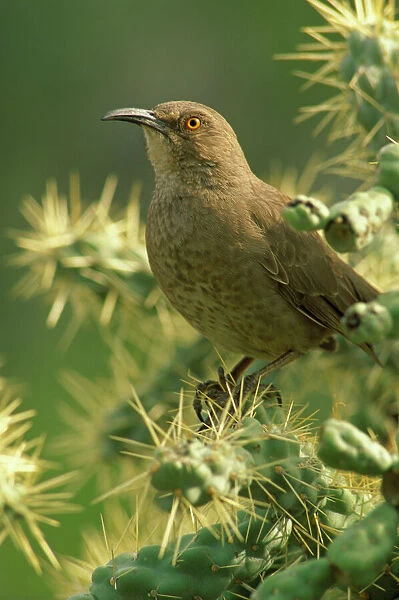 Curved-bill Thrasher (Toxostoma curvirostre) - Arizona - The most common desert thrasher - Resident southwest U.s to southern Mexico - Excellent songster - East insescts and fruits