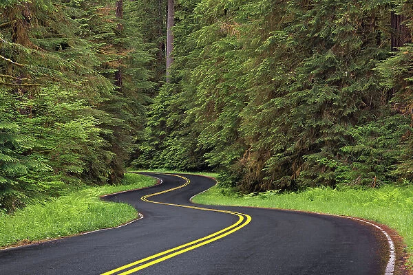 Curving road though lush forest, Olympic National Park, Washington State Date: 19-06-2013