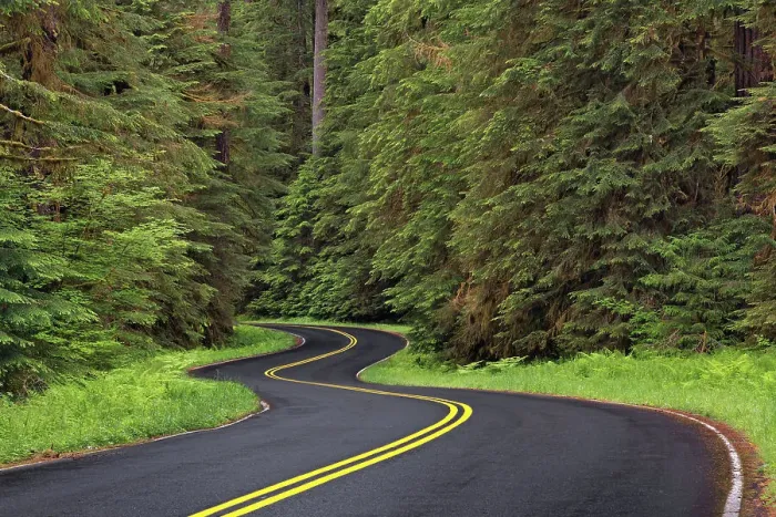 Framed Print : Curving road though lush forest, Olympic National Park, Washington State Date: 19-06-2013