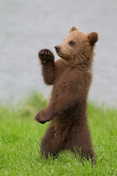 Cute Brown Bear cub standing upright doing karate or yoga